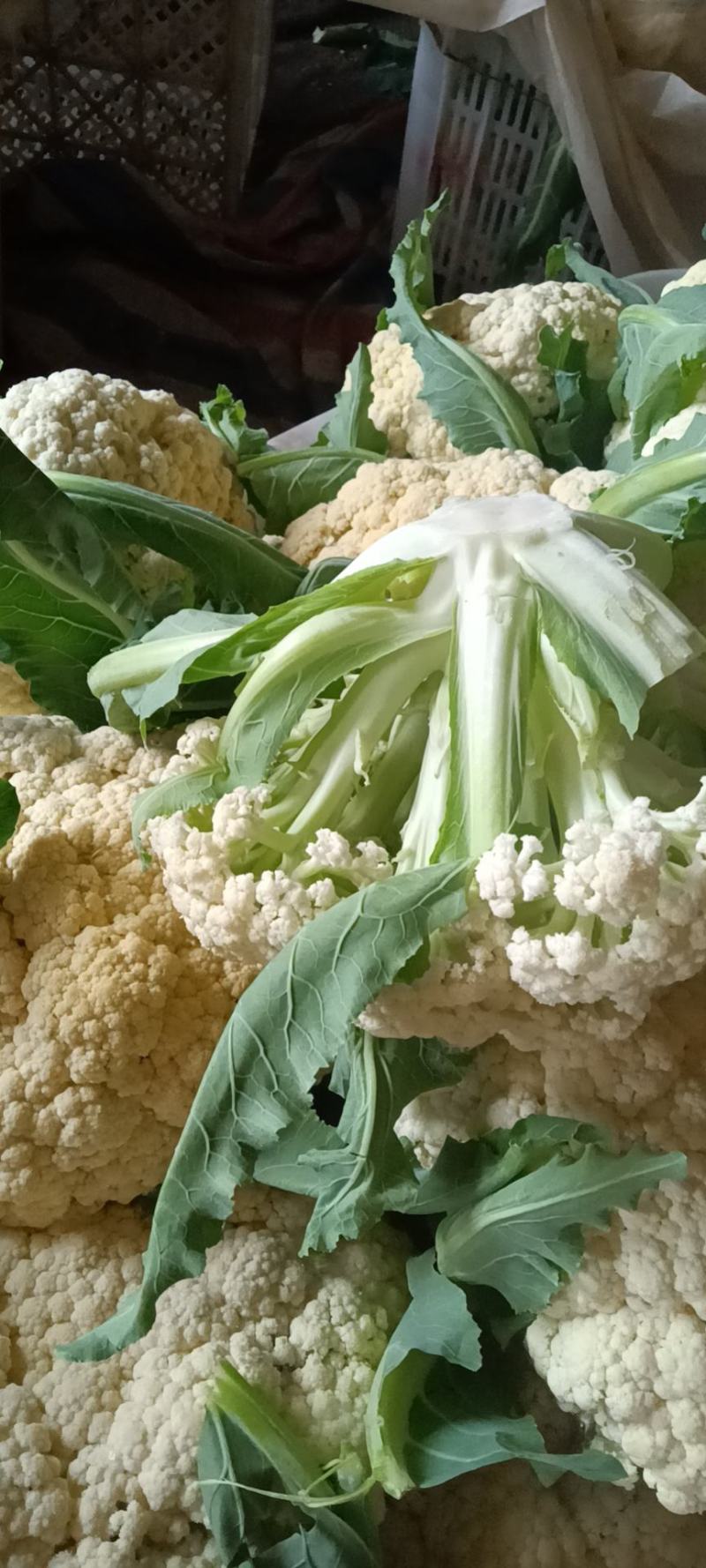 青梗有机花山东优质青梗有机花种植基地产地批发