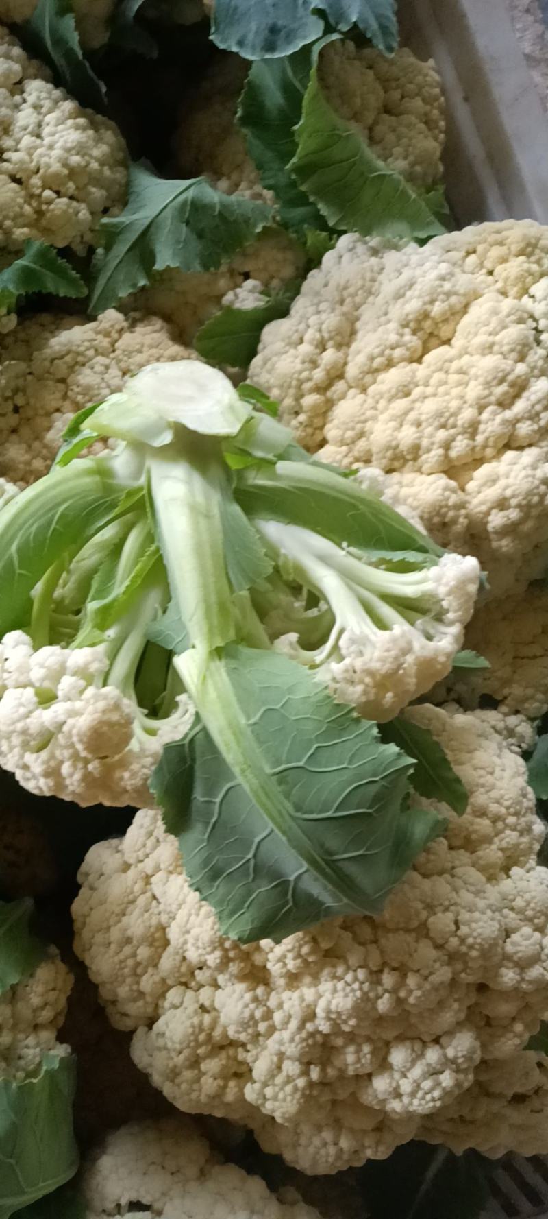 青梗有机花山东优质青梗有机花种植基地产地批发