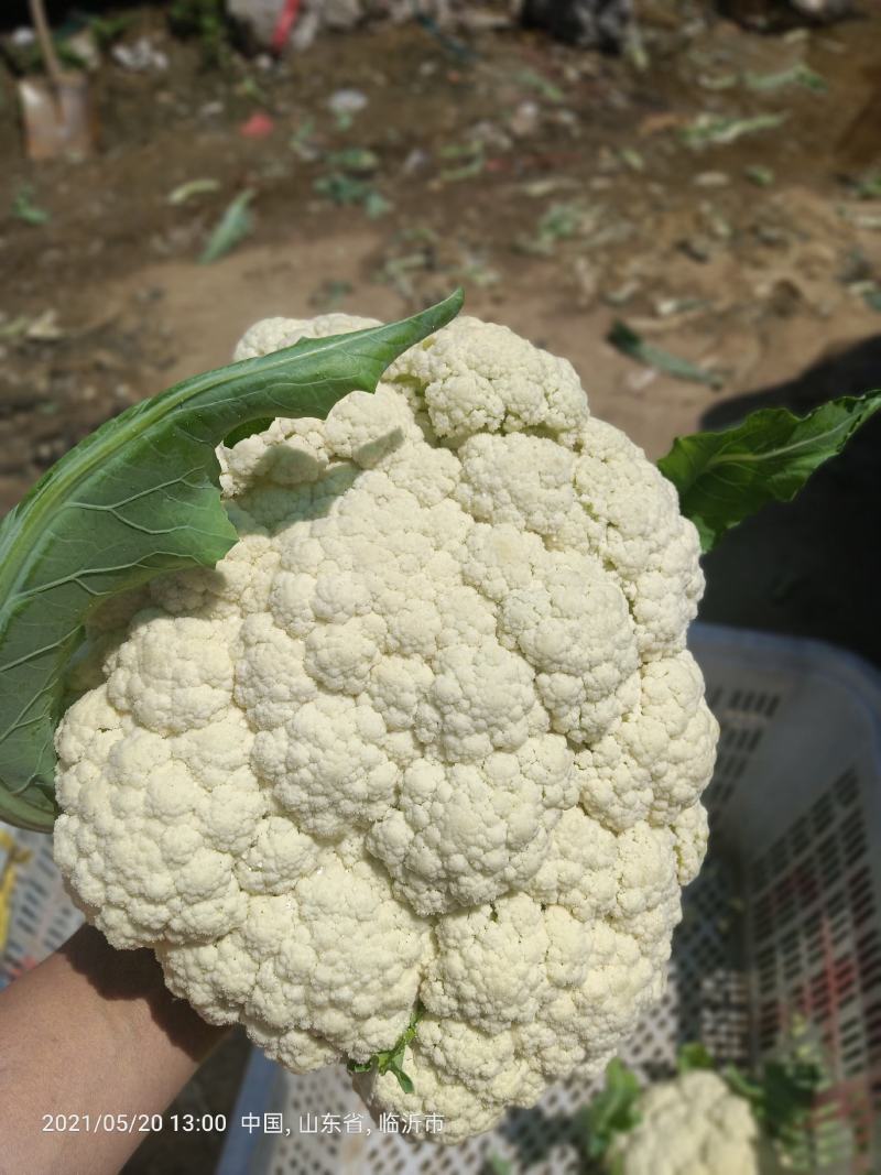 青梗有机花山东优质青梗有机花种植基地产地批发