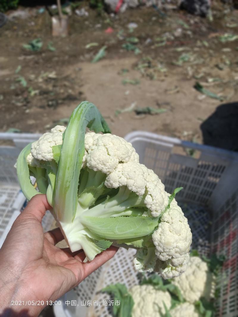 青梗有机花山东优质青梗有机花种植基地产地批发