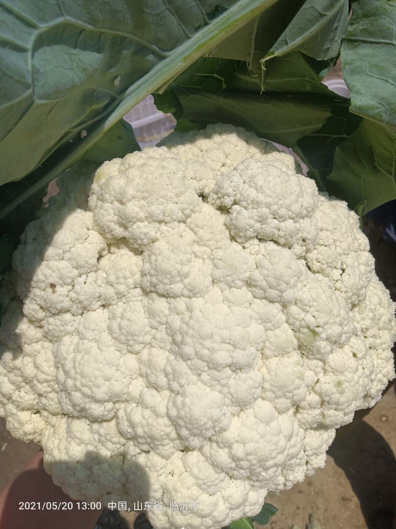 青梗有机花山东优质青梗有机花种植基地产地批发