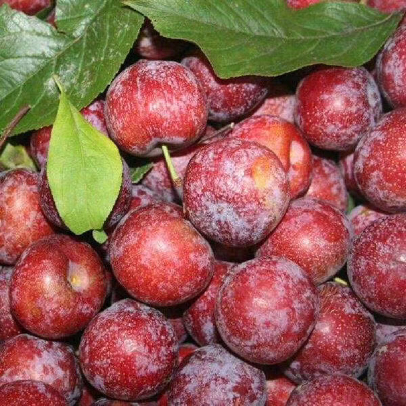 湖北李子大石早生李子货源充足价格美丽