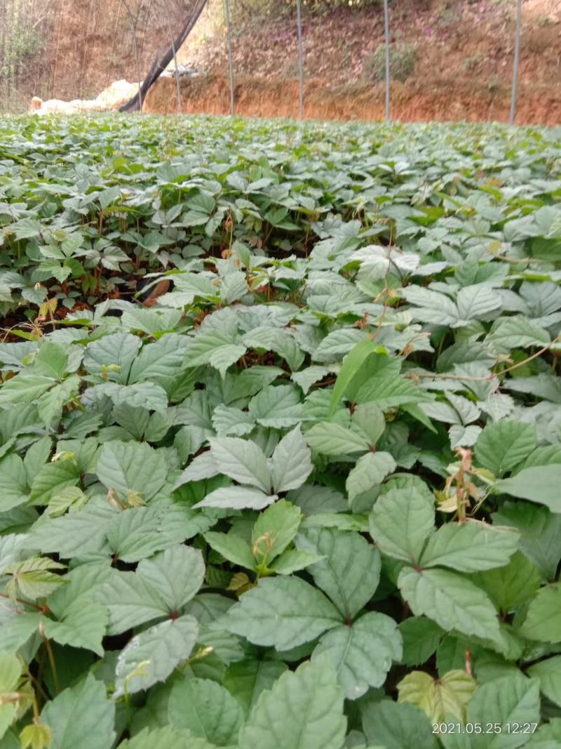 爬山虎/藤本植物/爬山虎小杯，五叶，三叶小杯爬山虎