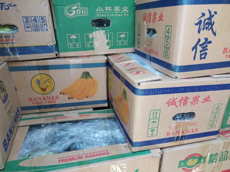 梢瓜菜瓜脆瓜大量供应质优价廉山东潍坊基地直供