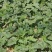 梢瓜菜瓜脆瓜大量供应质优价廉山东潍坊基地直供