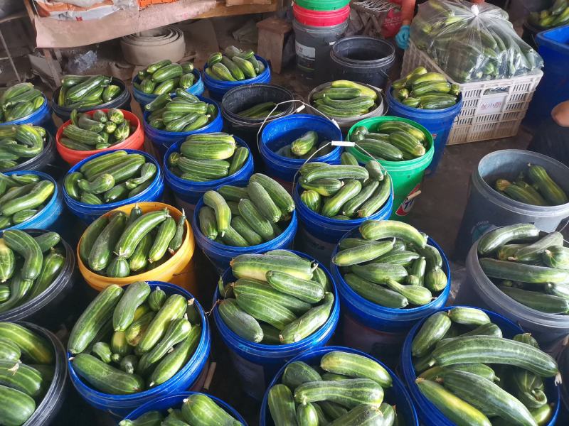梢瓜菜瓜脆瓜大量供应质优价廉山东潍坊基地直供