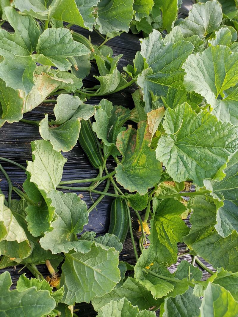 梢瓜菜瓜脆瓜大量供应质优价廉山东潍坊基地直供