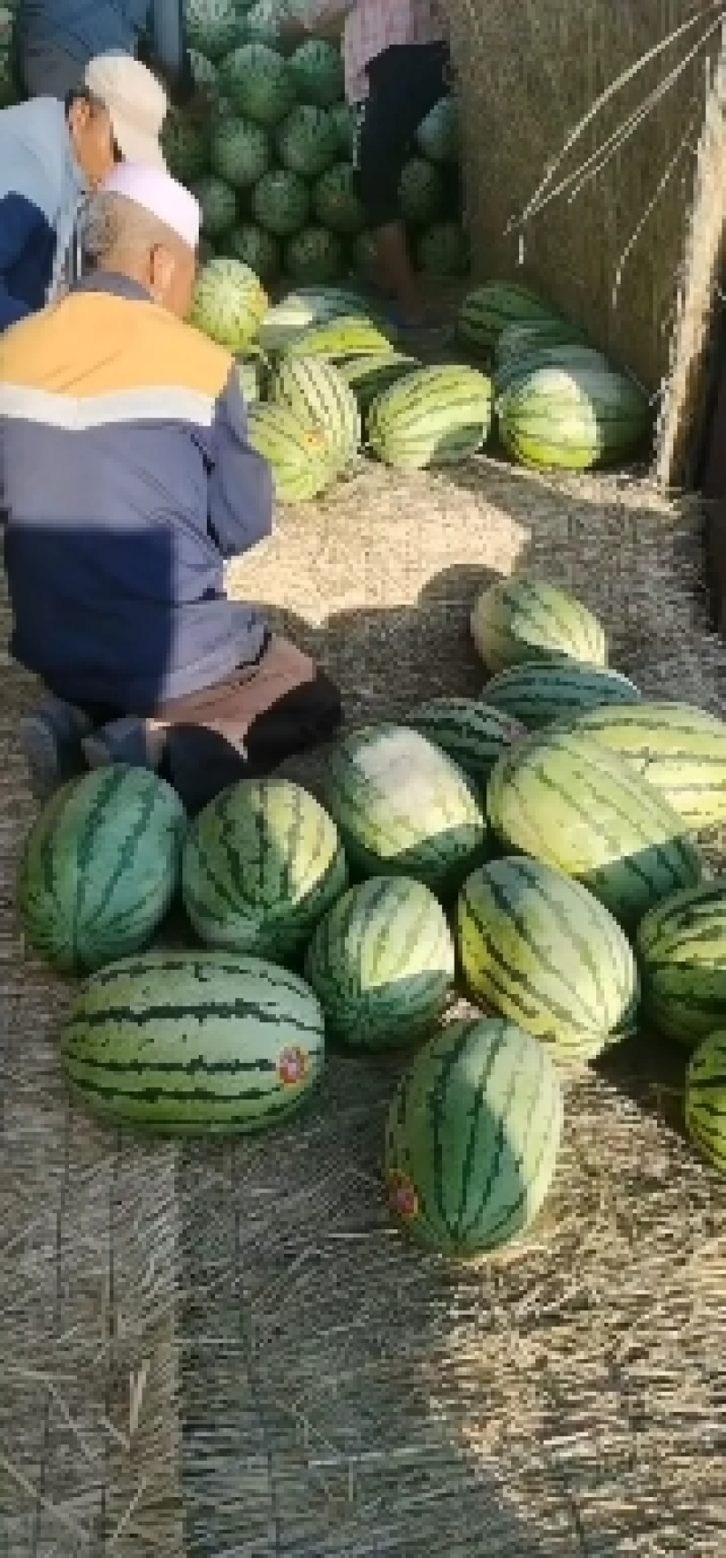 宁夏石头缝西瓜【中卫硒砂瓜】牛商精选原产地发货