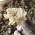 食用菌干鲜货一级羊肚耳沙耳珍珠菌种植产地批发