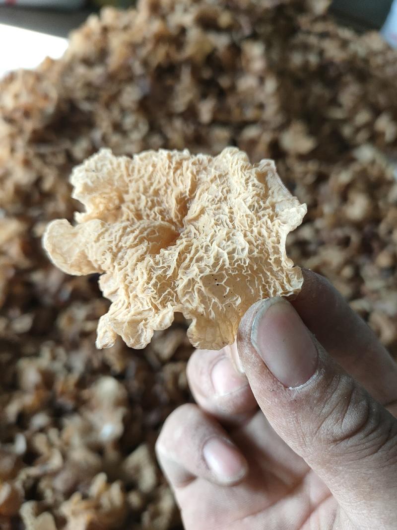 食用菌干鲜货一级羊肚耳沙耳珍珠菌种植产地批发