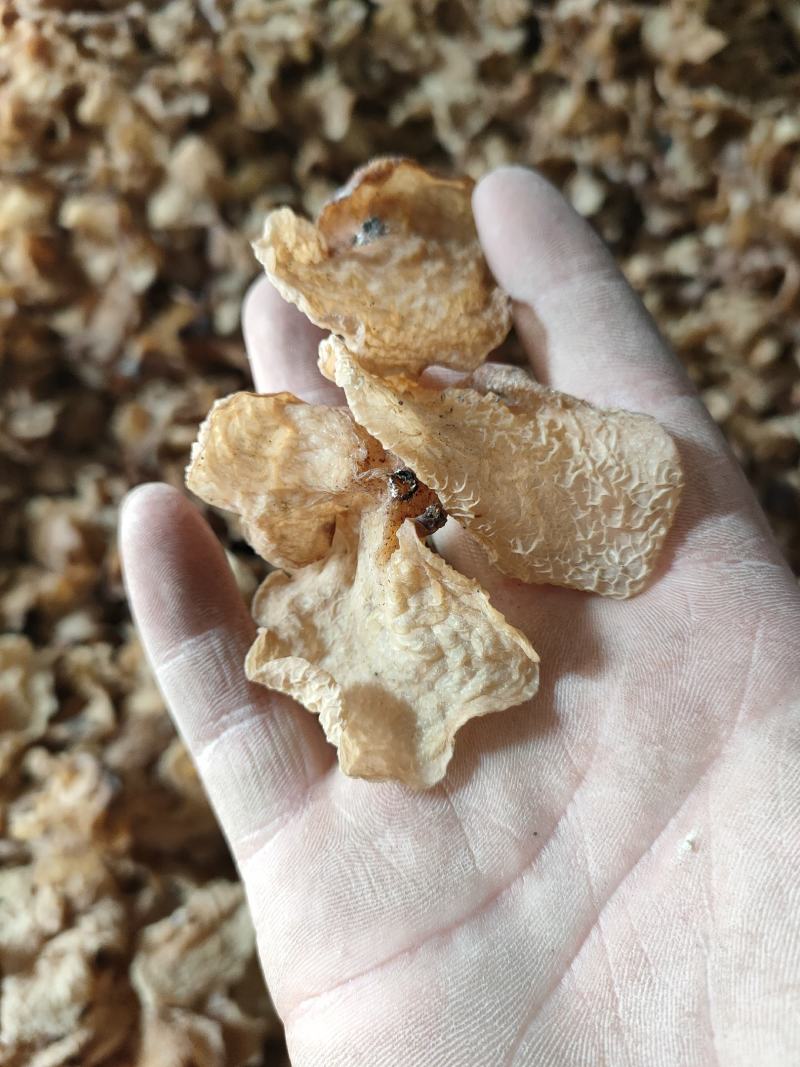 食用菌干鲜货一级羊肚耳沙耳珍珠菌种植产地批发