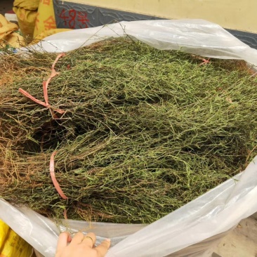 精选百花蛇舌草干乌骨蛇舌草纯绿干净无杂质