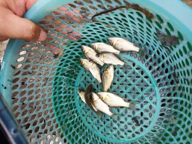 白鲫鱼苗，中科，规格齐全，抗病能力强，淡水养殖