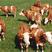 西门塔尔牛活牛出售小牛仔活牛活苗活体肉牛犊小牛幼体