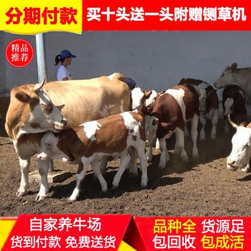西门塔尔牛活牛出售小牛仔活牛活苗活体肉牛犊小牛幼体