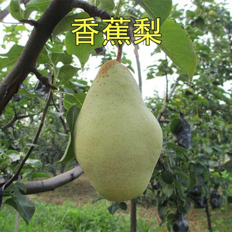 嫁接果树苗香蕉梨苗大头巴梨香软梨酥梨树太婆梨茄梨当年