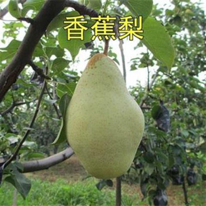 嫁接果树苗香蕉梨苗大头巴梨香软梨酥梨树太婆梨茄梨当年