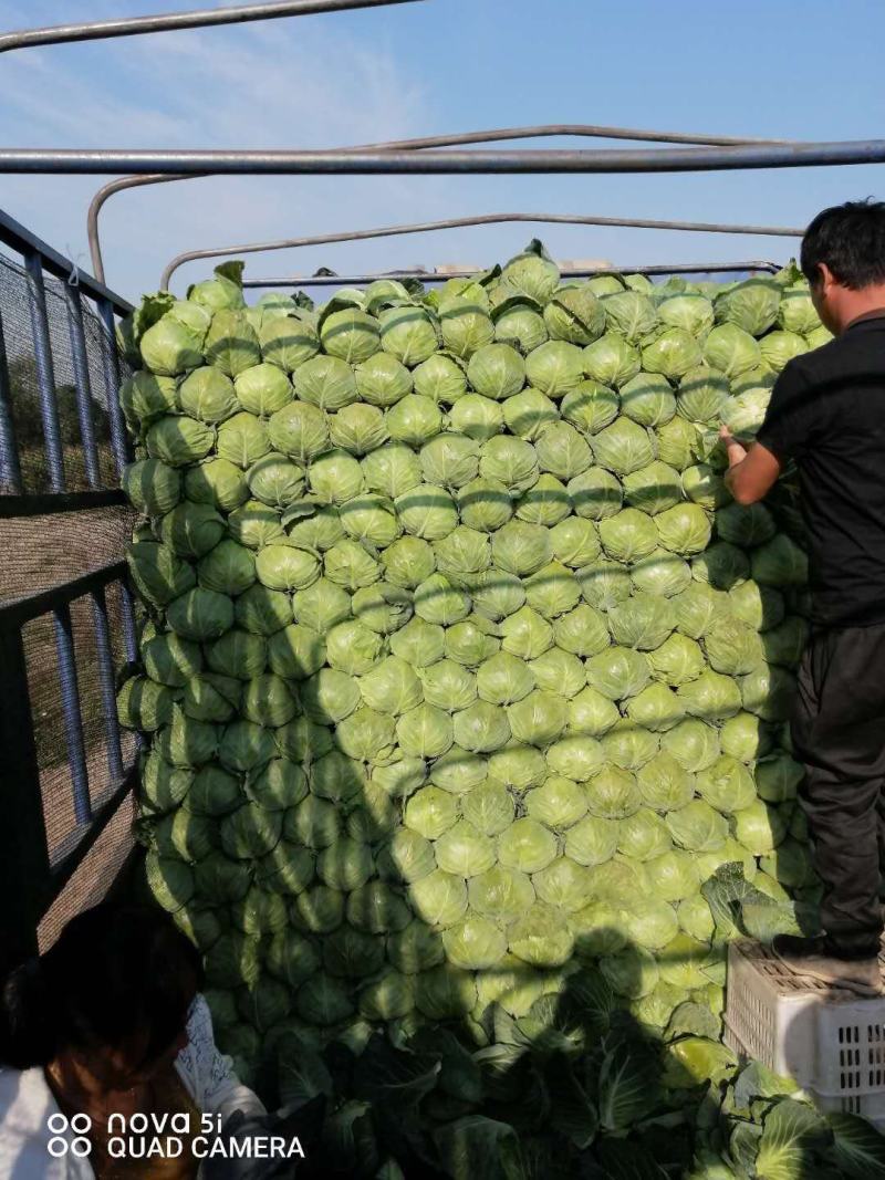 甘蓝新上市，码菜专业的