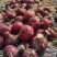 富平紫红皮新鲜洋葱红皮新鲜洋葱新鲜洋葱上市啦
