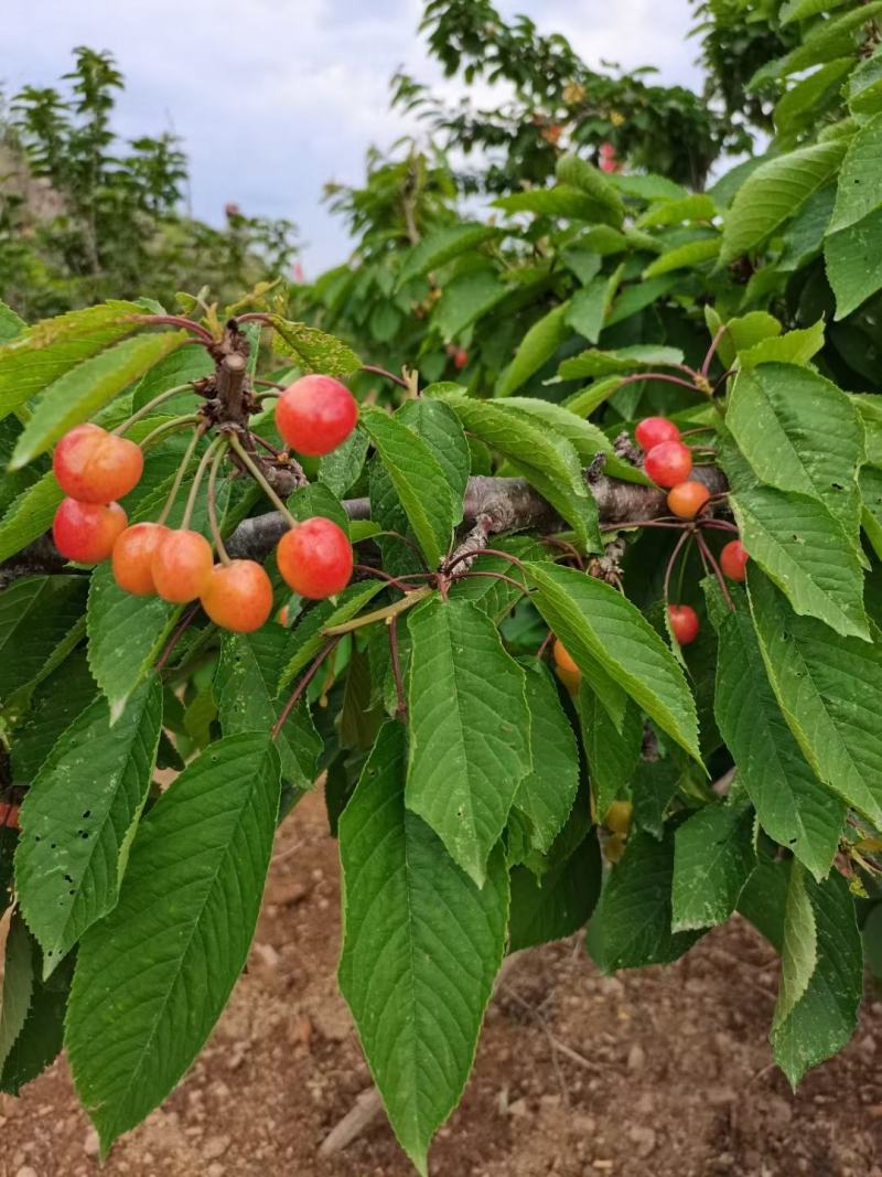 露天大樱桃