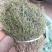 精选百花蛇舌草干乌骨蛇舌草纯绿干净无杂质