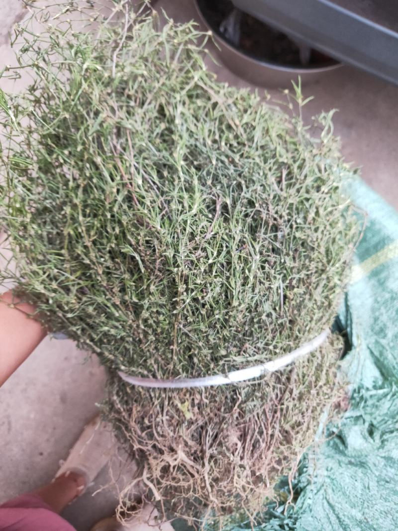 精选百花蛇舌草干乌骨蛇舌草纯绿干净无杂质