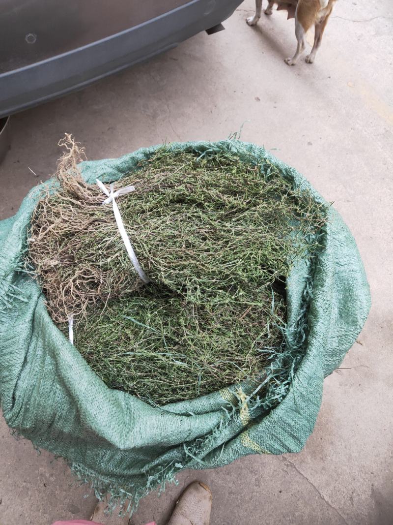 精选百花蛇舌草干乌骨蛇舌草纯绿干净无杂质