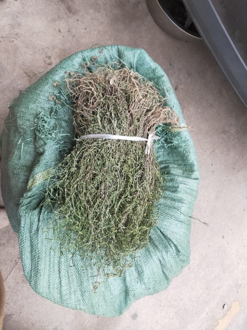 精选百花蛇舌草干乌骨蛇舌草纯绿干净无杂质