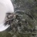广东东莞-鳜鱼苗-桂花鱼苗成活率高支持视频看货