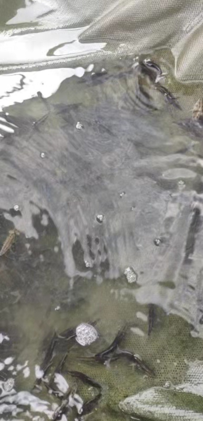 广东东莞-鳜鱼苗-桂花鱼苗成活率高支持视频看货