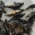 广东东莞-鳜鱼苗-桂花鱼苗成活率高支持视频看货