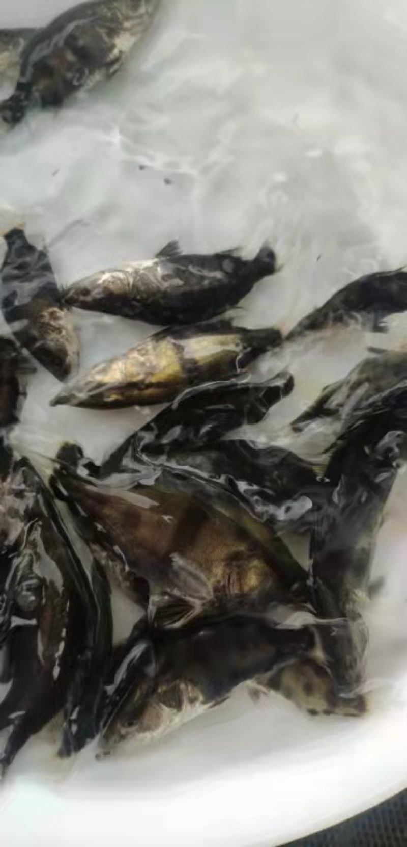 广东东莞-鳜鱼苗-桂花鱼苗成活率高支持视频看货
