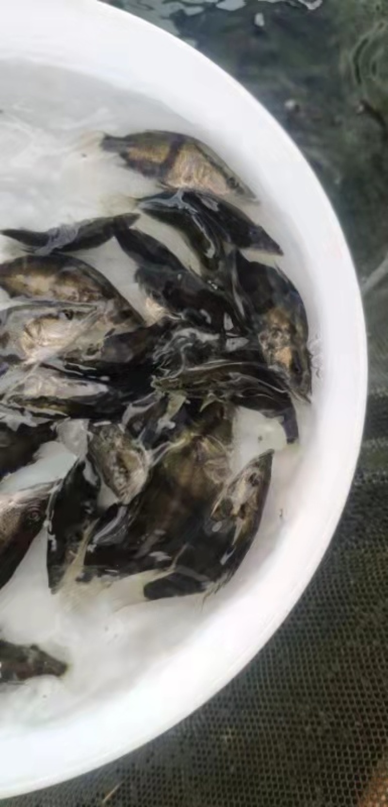 广东东莞-鳜鱼苗-桂花鱼苗成活率高支持视频看货