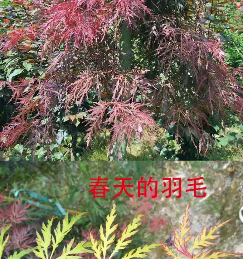 进口美国红枫种子红枫树种子枫叶鲜红美国红枫种子林