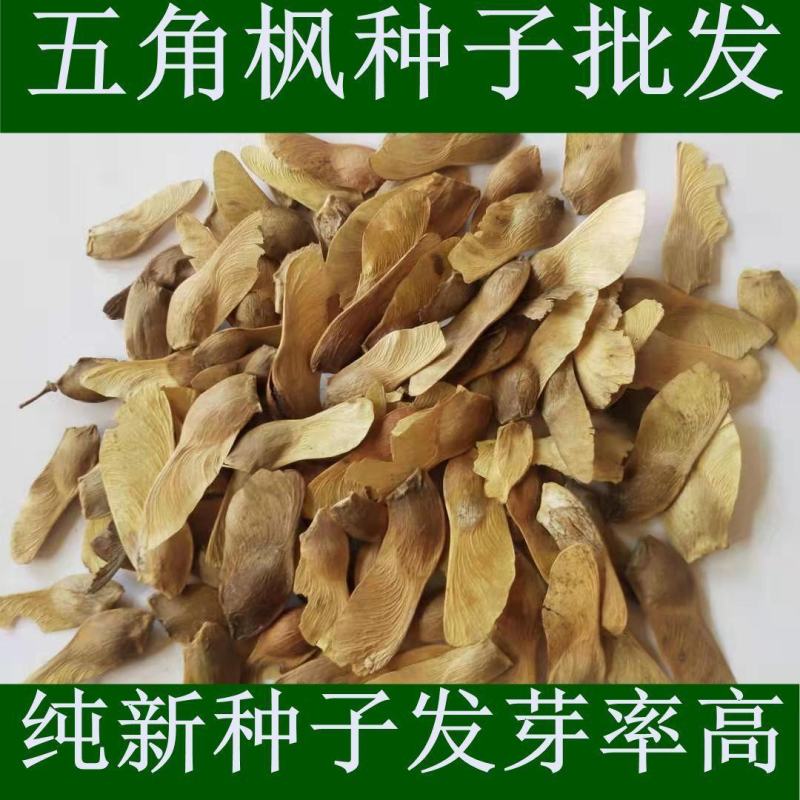 进口美国红枫种子红枫树种子枫叶鲜红美国红枫种子林
