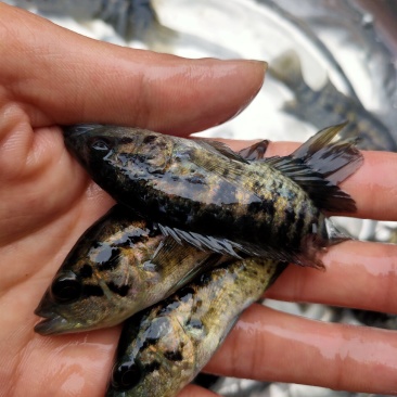 （精选优质）【石斑鱼苗】淡水石斑鱼苗产地直销抗病毒强