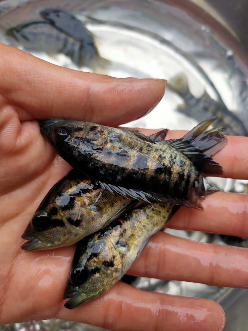 （精选优质）【石斑鱼苗】淡水石斑鱼苗产地直销抗病毒强