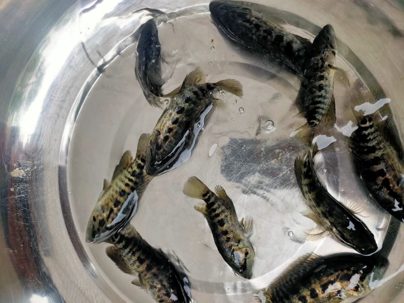 （精选优质）【石斑鱼苗】淡水石斑鱼苗产地直销抗病毒强