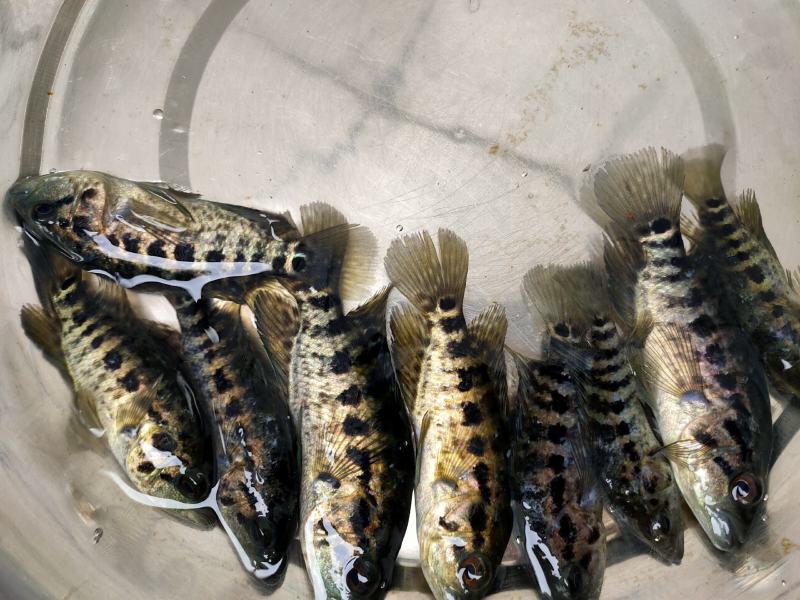 （精选优质）【石斑鱼苗】淡水石斑鱼苗产地直销抗病毒强