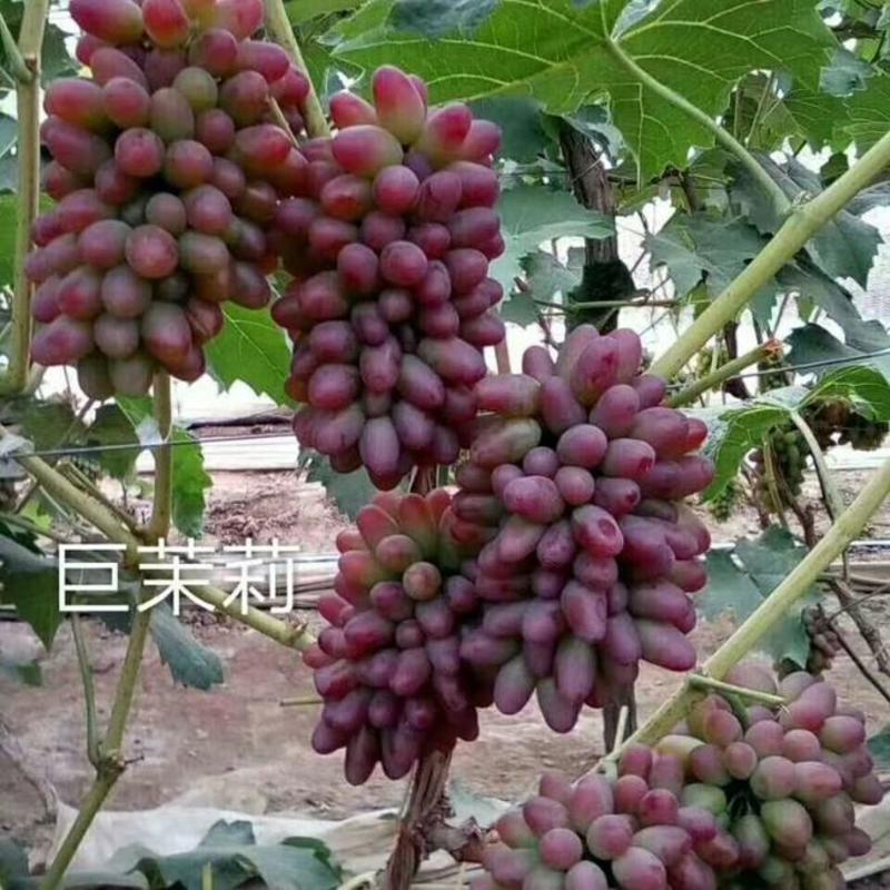 茉莉香葡萄精品葡萄辽宁北镇5%以下果园现摘现发