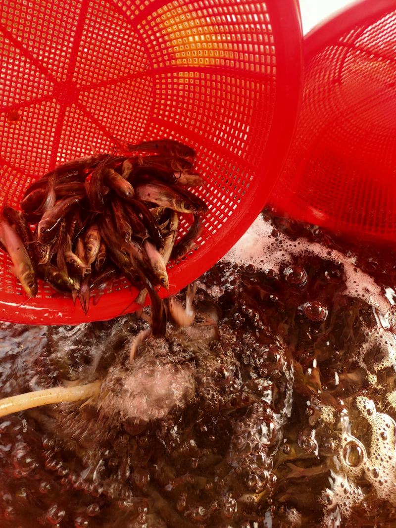 （精选优质）【叉尾鮰鱼苗】人工淡水养殖成活率高货源充足