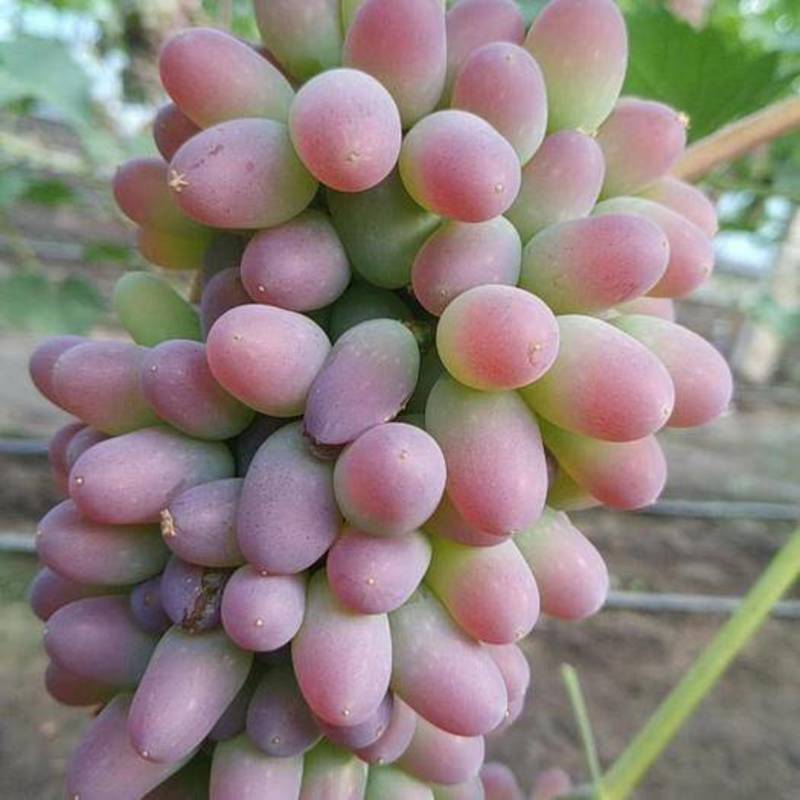 辽宁北镇茉莉香葡萄精品葡萄5%以下新鲜采摘发货
