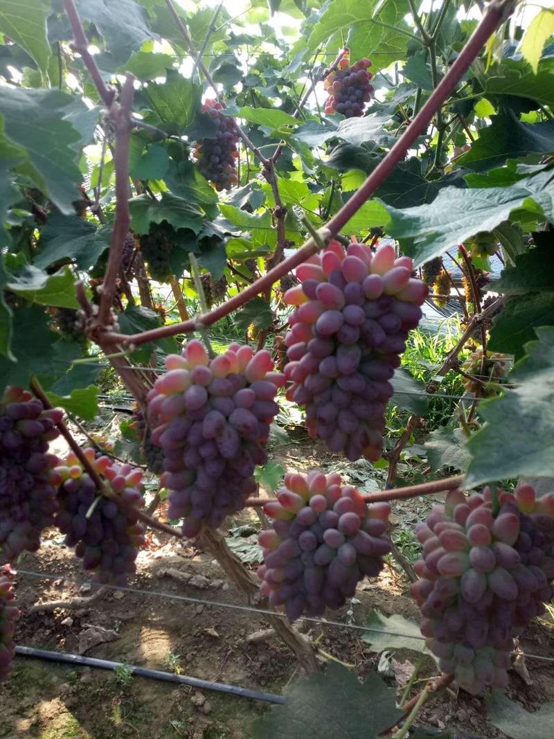 辽宁北镇茉莉香葡萄精品葡萄5%以下新鲜采摘发货