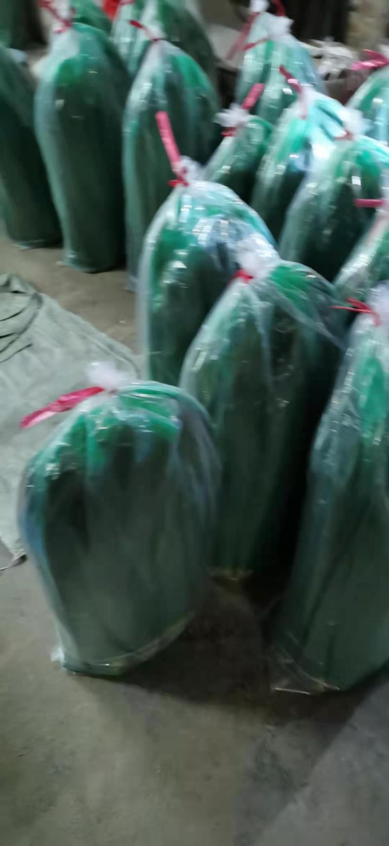 芒叶种叶