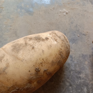 土豆大量上市，价格底，质量好，地头价，欢迎大家订购