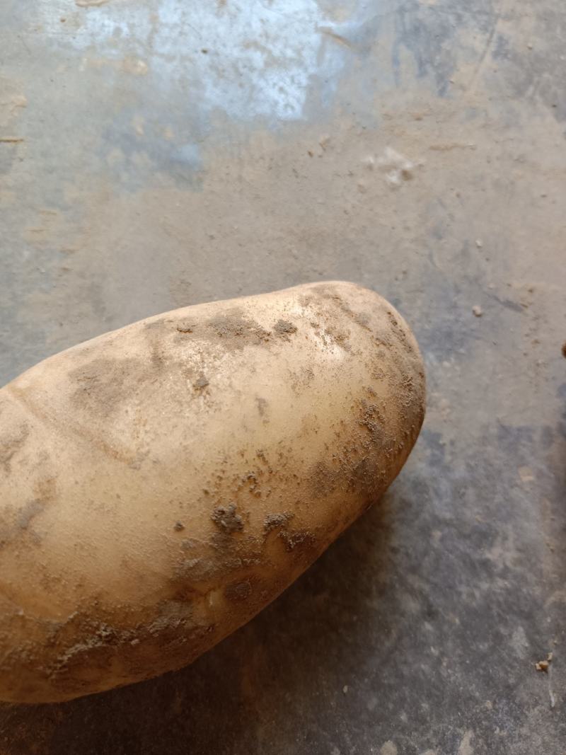 土豆大量上市，价格底，质量好，地头价，欢迎大家订购