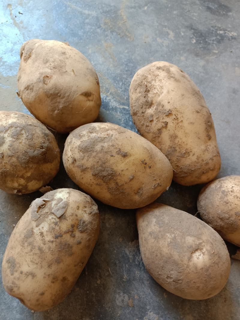 土豆大量上市，价格底，质量好，地头价，欢迎大家订购