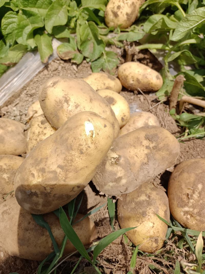 土豆大量上市，价格底，质量好，地头价，欢迎大家订购