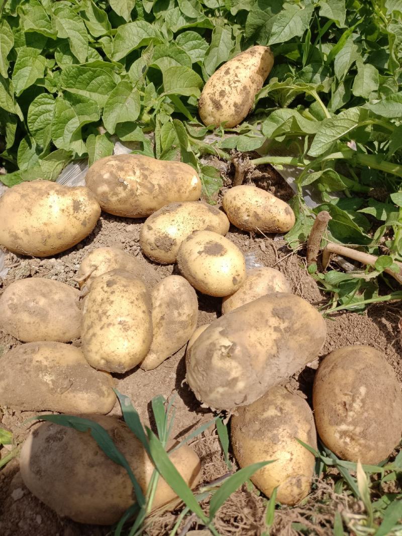 土豆大量上市，价格底，质量好，地头价，欢迎大家订购