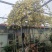 木香黄木香白木香，爬藤植物适合做花墙花架拱门长廊等
